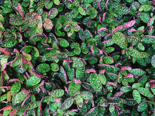 Photo full frame shot of purple plants