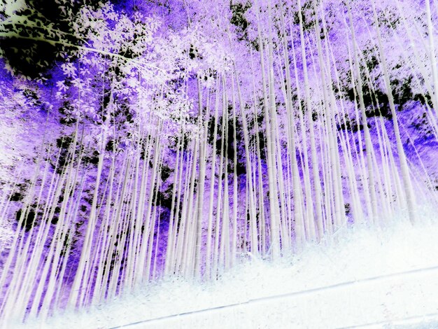 Full frame shot of purple tree