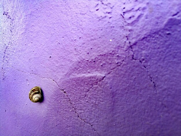 Full frame shot of purple wall