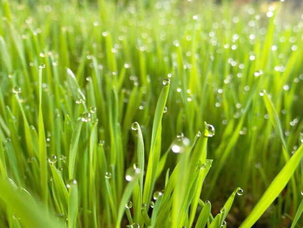 Full frame shot of raindrops on grass