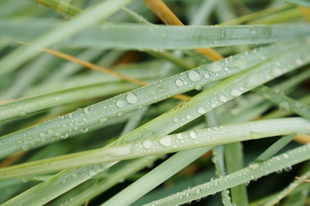 Full frame shot of raindrops on grass