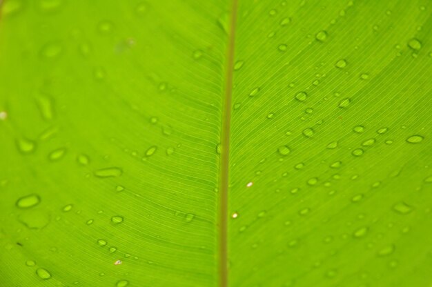 Full frame shot of raindrops on green leaves