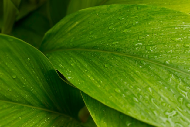 full frame shot of raindrops on green leaves