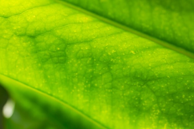 Full frame shot of raindrops on green leaves