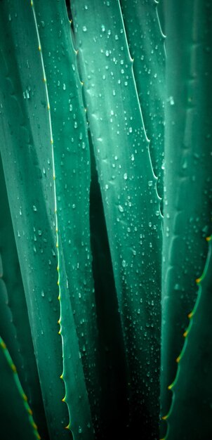 Full frame shot of raindrops on leaf