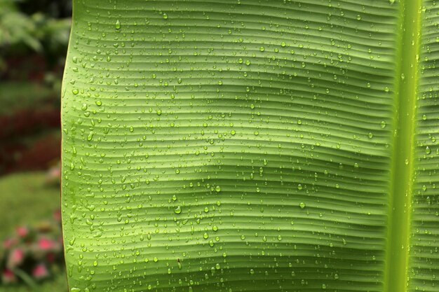 Full frame shot of raindrops on leaf