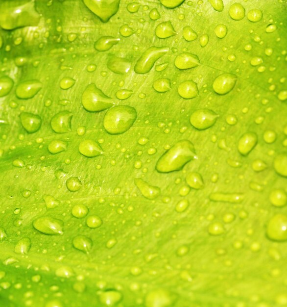 Photo full frame shot of raindrops on leaf