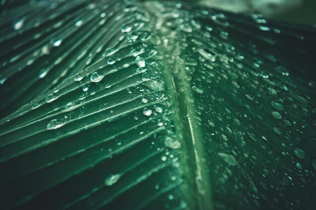 Full frame shot of raindrops on leaves