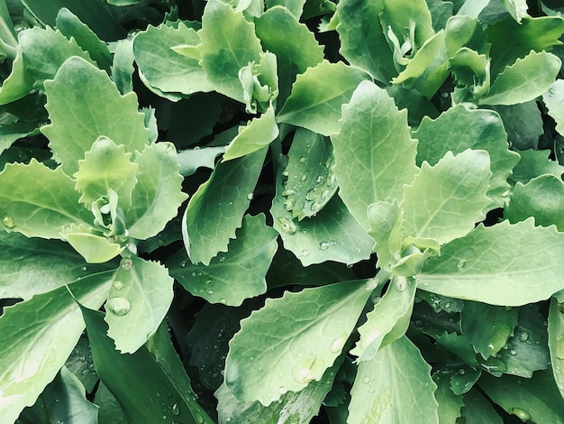 Photo full frame shot of raindrops on leaves