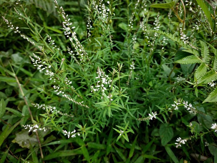 Photo 植物 の 上 の 雨 の 滴 の 全 画面 の 写真