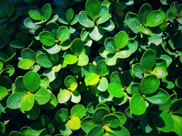 Full frame shot of raindrops on plants