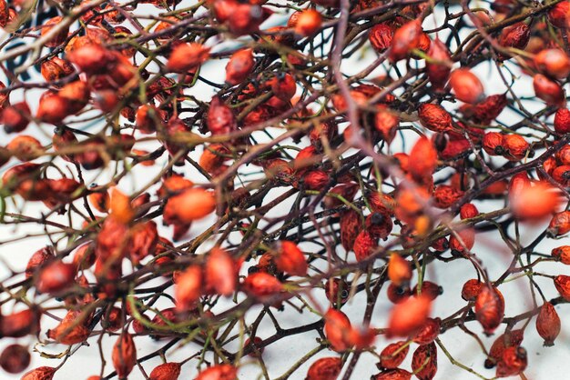 Foto fotografia completa delle bacche rosse sull'albero