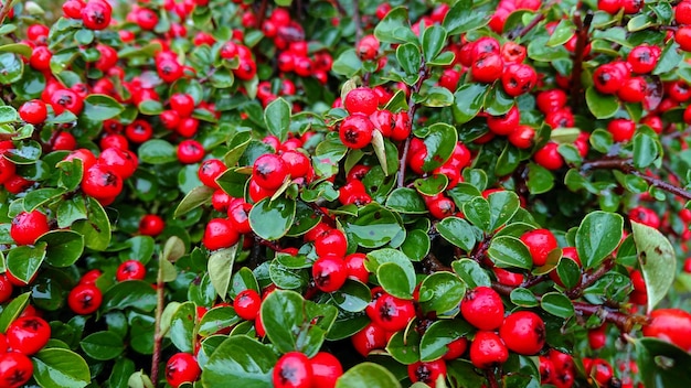 Full frame shot of red berries