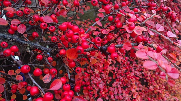 Foto fotografia completa di bacche rosse