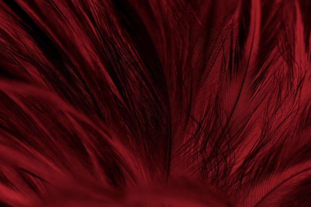 Full Frame Shot Of Red Feather