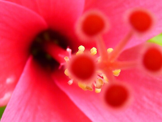 Full frame shot of red flower blooming outdoors