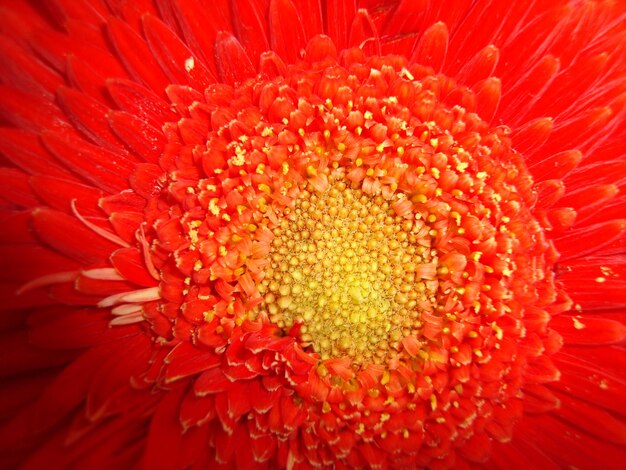 Foto fotografia completa del fiore rosso