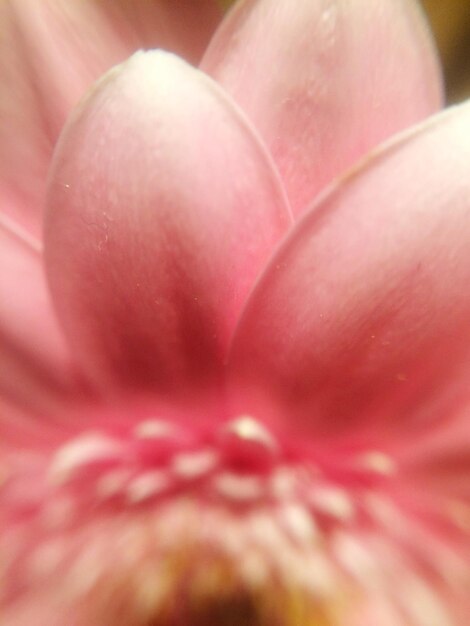 Full frame shot of red flower