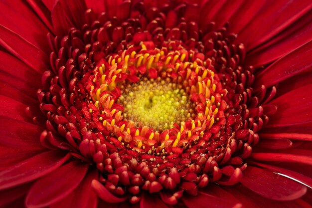 Foto fotografia completa del fiore rosso