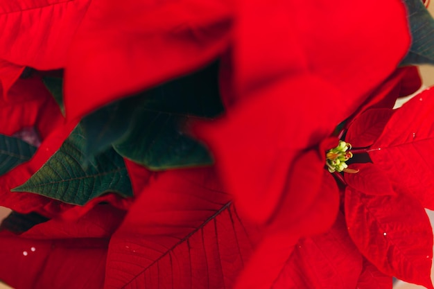 Full frame shot of red flower