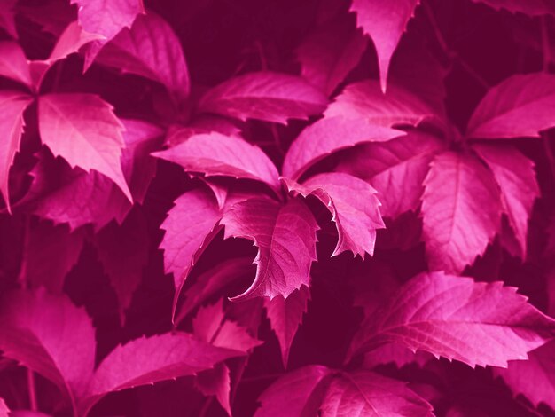 Photo full frame shot of red flowering plant leaves