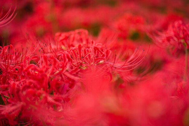 Full frame shot of red flowering plant