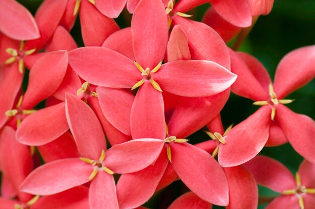 Photo full frame shot of red flowering plant