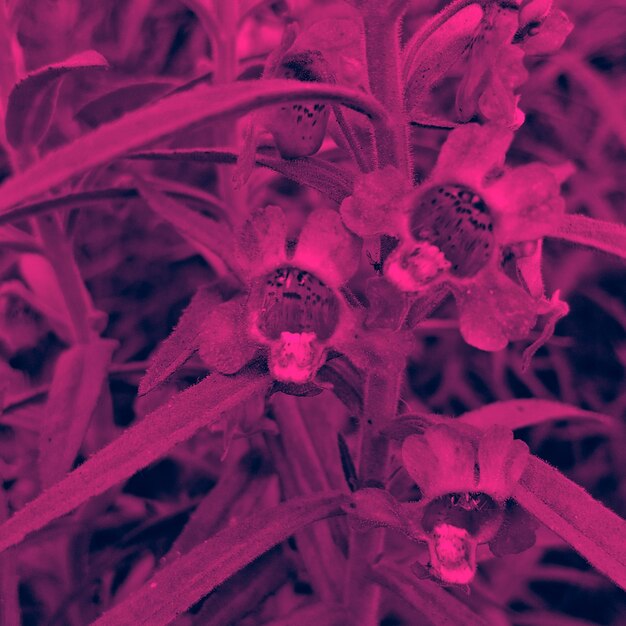 Full frame shot of red flowering plant