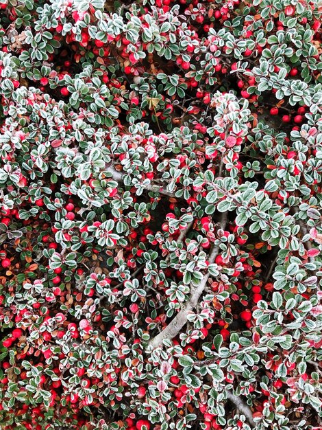 Photo full frame shot of red flowering plant