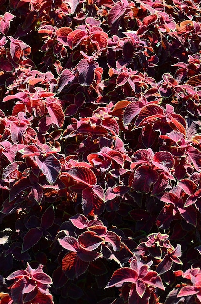 Photo full frame shot of red flowering plant