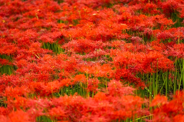 Photo full frame shot of red flowering plants on field