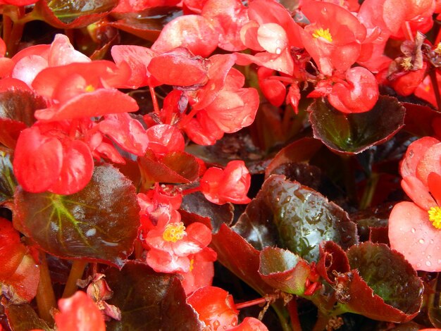 Full frame shot of red flowering plants