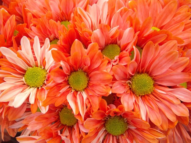 Full frame shot of red flowering plants