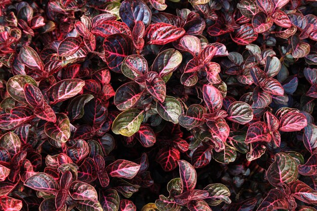 Photo full frame shot of red flowering plants