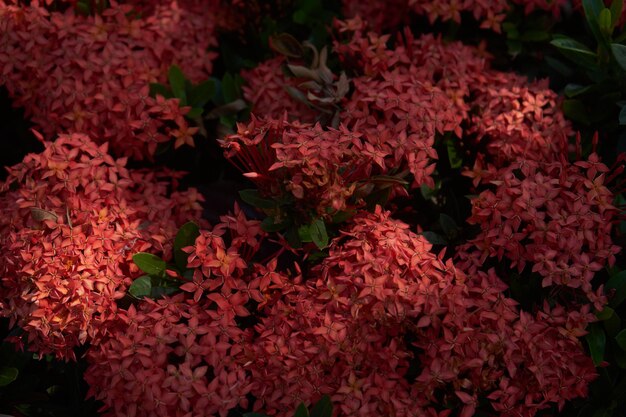 Full frame shot of red flowering plants