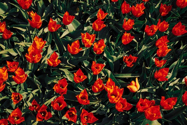 Photo full frame shot of red flowering plants