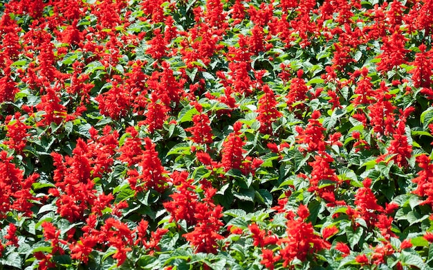 Full frame shot of red flowering plants