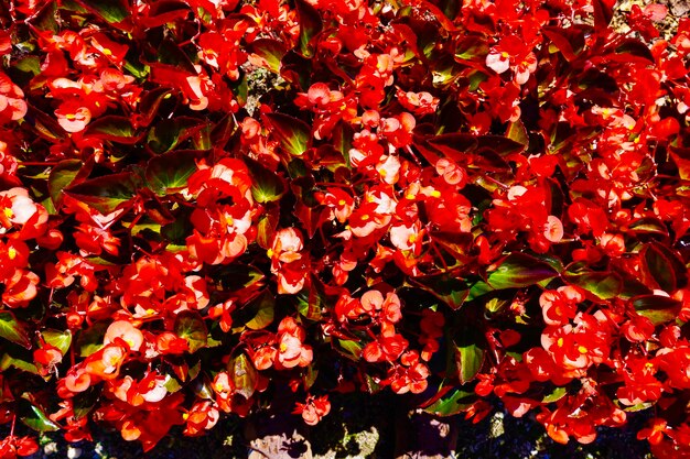 Full frame shot of red flowering plants