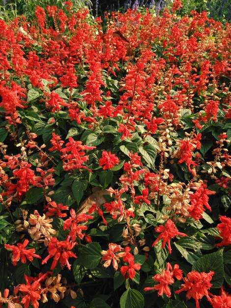 Full frame shot of red flowers