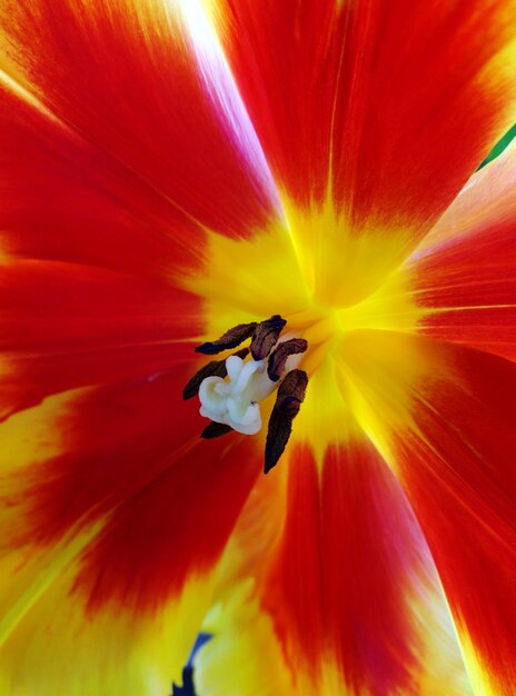 Full frame shot of red hibiscus flower blooming outdoors