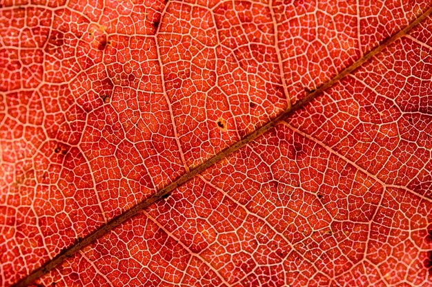 Photo full frame shot of red leaf