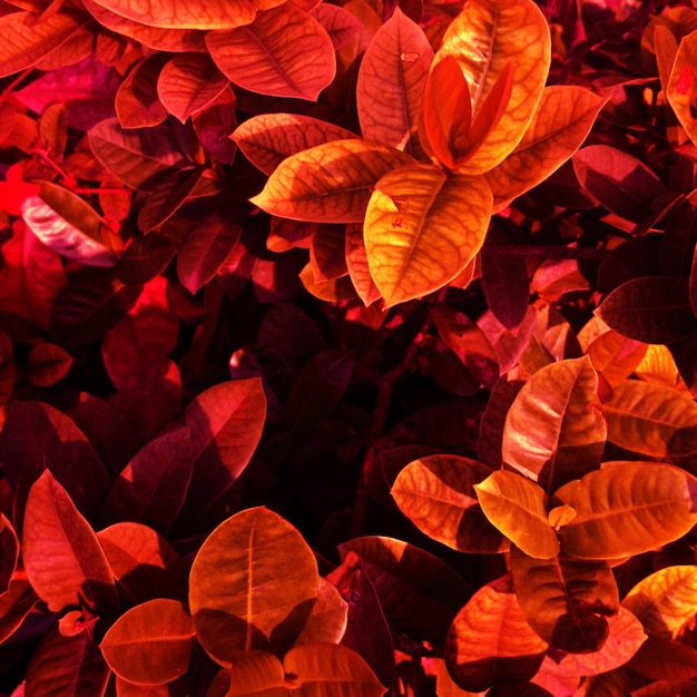 Photo full frame shot of red leaves