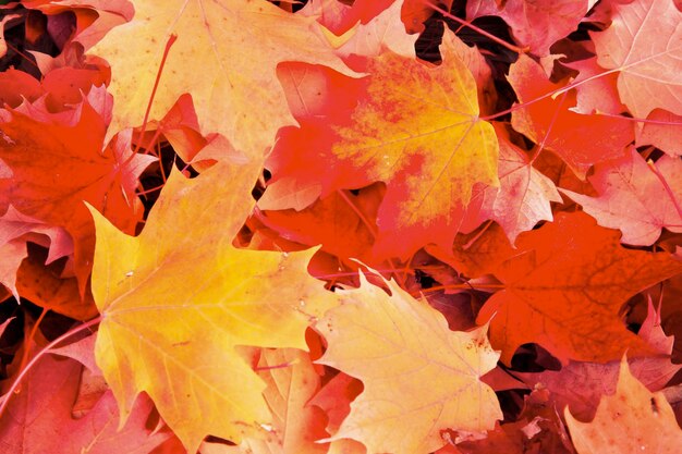 Full frame shot of red maple leaves