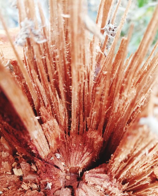 Photo full frame shot of red plant