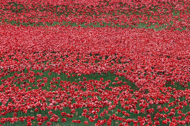 Full frame shot of red poppy flowers on field