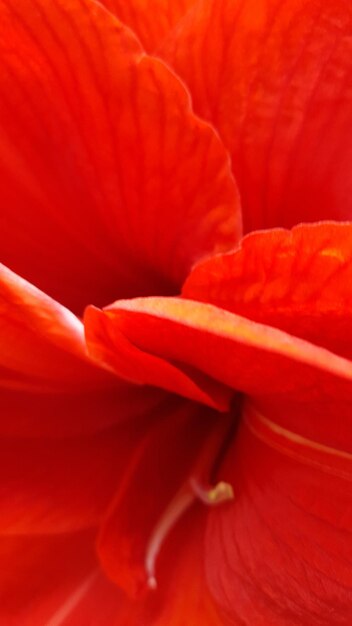 Full frame shot of red rose