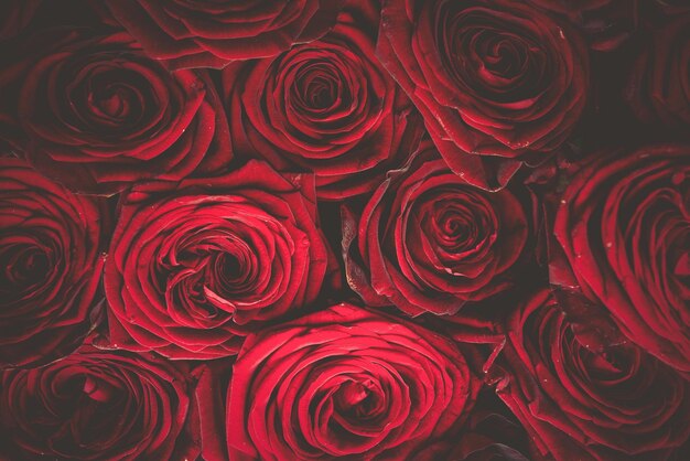 Photo full frame shot of red roses as background