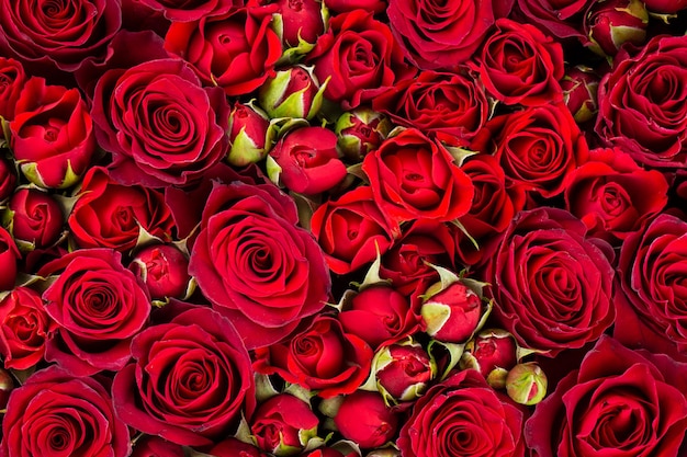 Foto fotografia completa di rose rosse