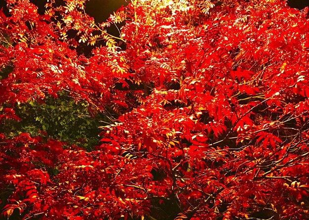 Full frame shot of red tree