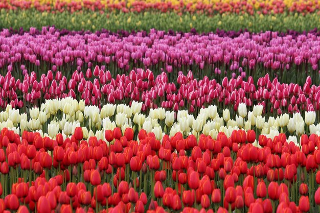 Foto fotografia completa dei tulipani rossi nel campo